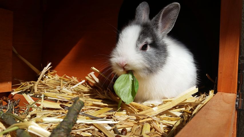 Que mange un lapin ?